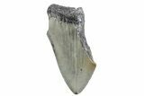 Partial, Fossil Megalodon Tooth - North Carolina #370227-1